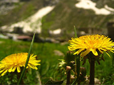 アーユルヴェーダの母体､ヒマラヤ。ここはかつて海だった場所 - アーユルヴェーダ - 海の病棟 | 福岡県大牟田市 不知火病院(うつ病の治療･入院･カウンセリング)